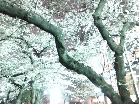夜桜_01.JPG