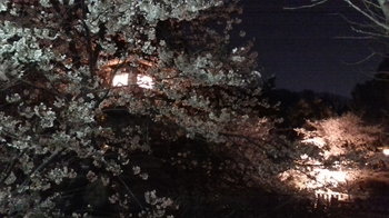 夜桜_04.JPG