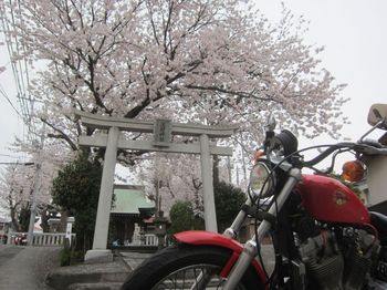 桜とエボスポ_01.jpg