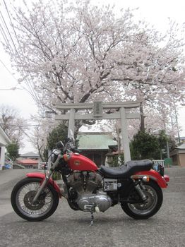 桜とエボスポ_02.jpg
