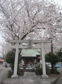桜とエボスポ_03.jpg