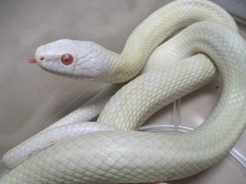 白蛇.jpg